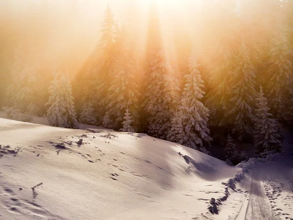 Winterlandschap met bomen en bergen — Stockfoto