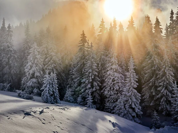 Winterlandschap met bomen en bergen — Stockfoto