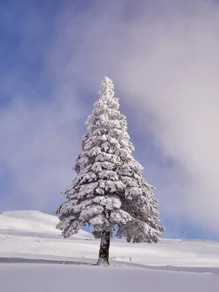 Ağaçlar ve dağlarla kaplı kış manzarası — Stok fotoğraf