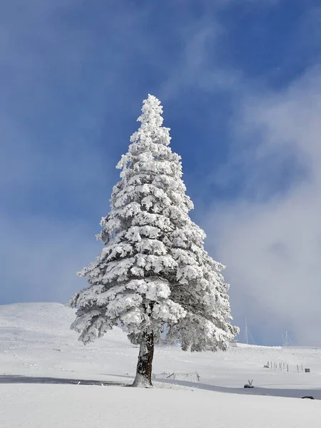 Winter landscape with trees and mountains — Stock Photo, Image