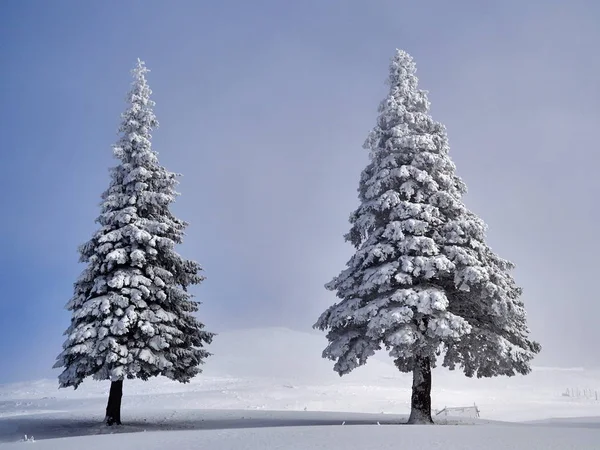 Paisaje invernal con árboles y montañas — Foto de Stock