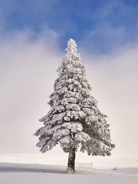 Vinterlandskap med träd och berg — Stockfoto