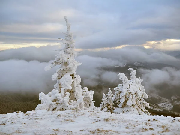 Зимний пейзаж с деревьями и горами — стоковое фото