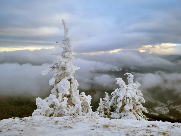 Зимний пейзаж с деревьями и горами — стоковое фото