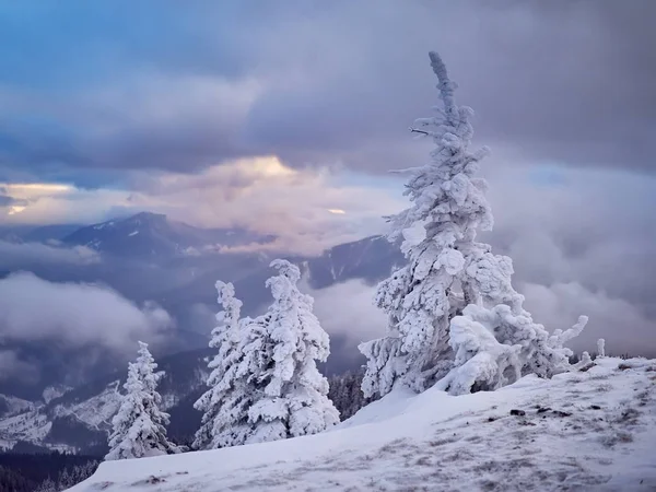 Winter landscape with trees and mountains — Stock Photo, Image