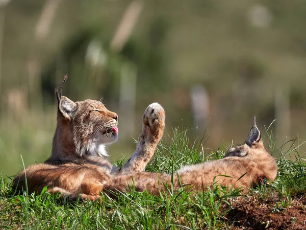 Eurasian Lynx ao ar livre — Fotografia de Stock