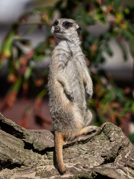 Engraçado assistir meerkat — Fotografia de Stock