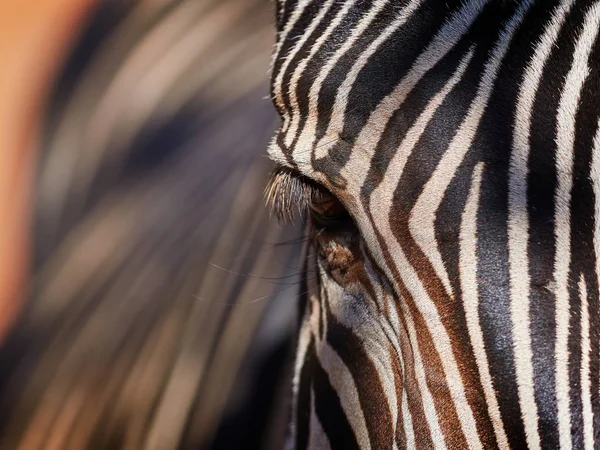zebra in detail - texture close up