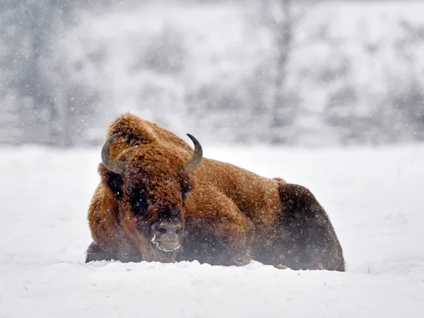 Európai bölény (Bison bonasus)) — Stock Fotó