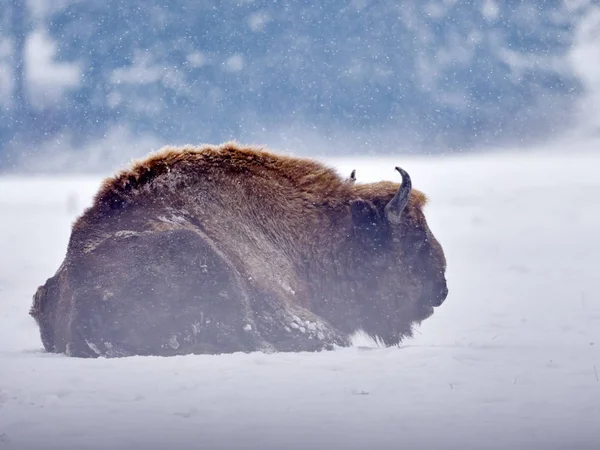 Avrupa bizonu (Bison bonasus) — Stok fotoğraf