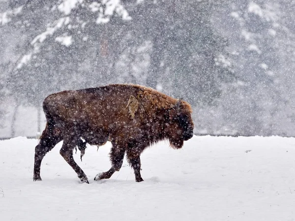European bison (Bison bonasus) Royalty Free Stock Photos