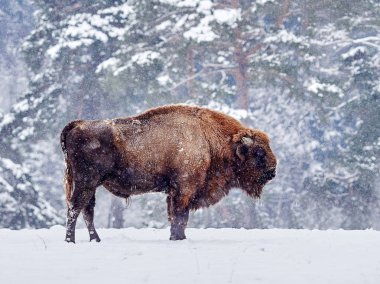 Avrupa bizonu (Bison bonasus)