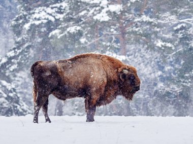European bison (Bison bonasus)