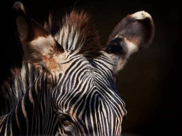 zebra in detail - texture close up