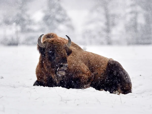 Avrupa bizonu (Bison bonasus) — Stok fotoğraf