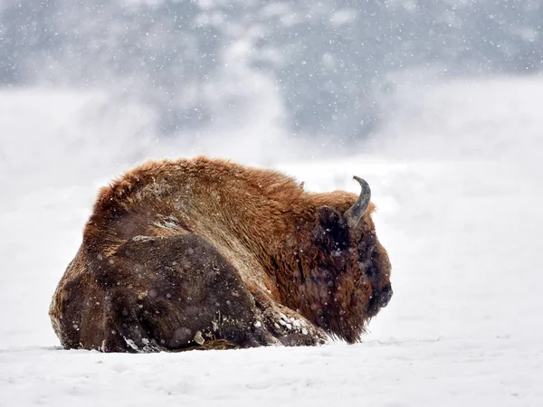 Avrupa bizonu (Bison bonasus) — Stok fotoğraf
