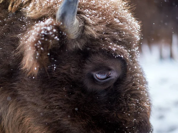 Bisonte europeu (Bison bonasus) — Fotografia de Stock