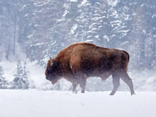 Bisonte europeu (Bison bonasus) — Fotografia de Stock