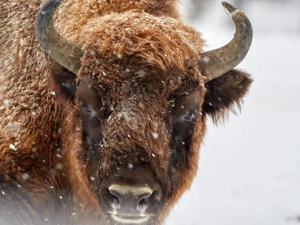 Europese bizon (Bison bonasus)) — Stockfoto