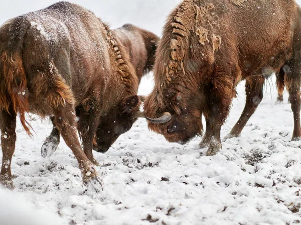 Европейские Бизоны Bison Bonasus Естественной Среде Обитания Зимой — стоковое фото