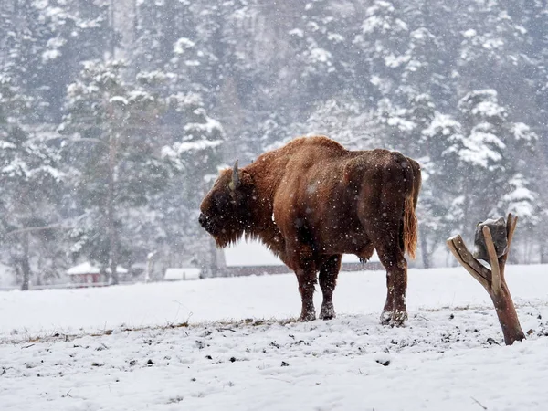 European bison (Bison bonasus) — Stock Photo, Image