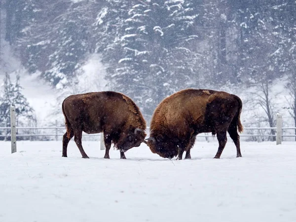 Europese Bisons Bison Bonasus Natuurlijke Habitat Winter — Stockfoto