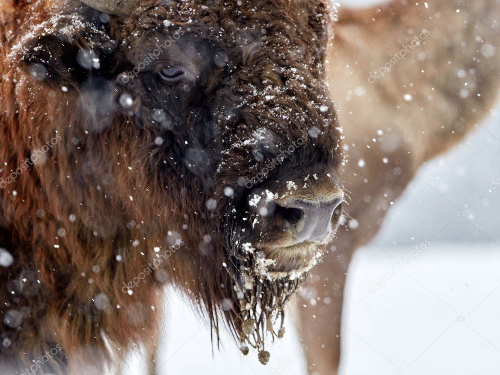 European bison (Bison bonasus)