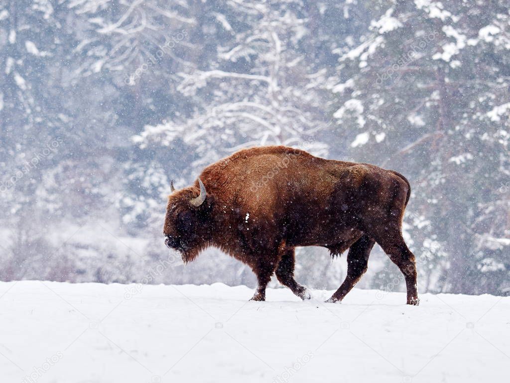 European bison (Bison bonasus)