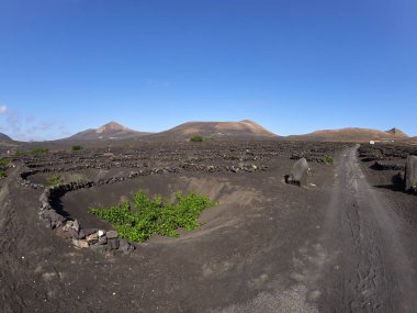 La Geria, ünlü üzüm bağları 