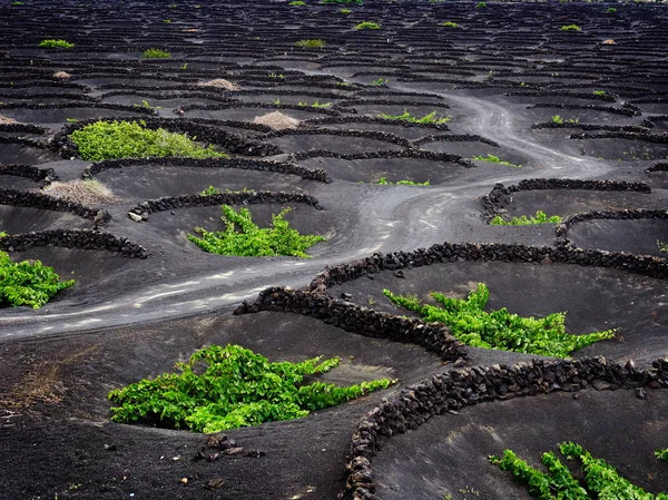 Famous vineyards of La Geria — Stock Photo, Image