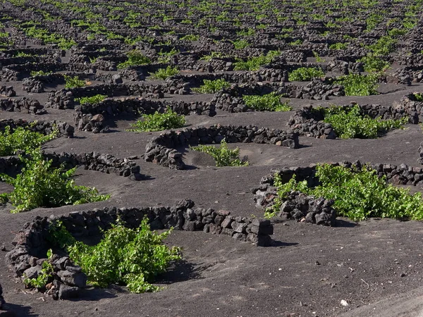 Famous vineyards of La Geria — Stock Photo, Image