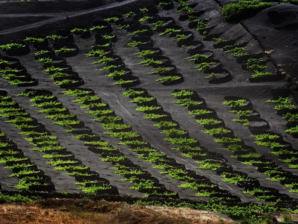 ラ ゲリアの有名なブドウ畑 — ストック写真