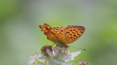 Benekli fritiller veya kırmızı bantlı fritiller. 