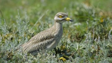 Avrasya Kalın dizli kuşu