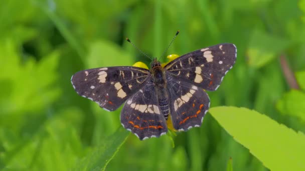 Prachtige Vlinder Zittend Blad Mooie Macro Opname Deze Vlinder Staat — Stockvideo