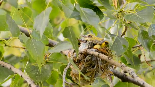 Golden Oriole Chicks Nest Oriolus Oriolus — Stok Video