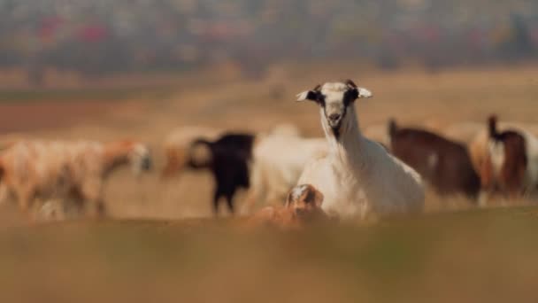 Cabra doméstica no campo na primavera — Vídeo de Stock