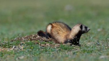 Romanya 'nın doğal habitatı Dobrogea' da Steppe gelincikleri (Mustela eversmanii)