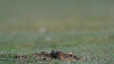 Romanya 'nın doğal habitatı Dobrogea' da Steppe gelincikleri (Mustela eversmanii)