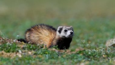 Romanya 'nın doğal habitatı Dobrogea' da Steppe gelincikleri (Mustela eversmanii)