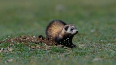 Romanya 'nın doğal habitatı Dobrogea' da Steppe gelincikleri (Mustela eversmanii)