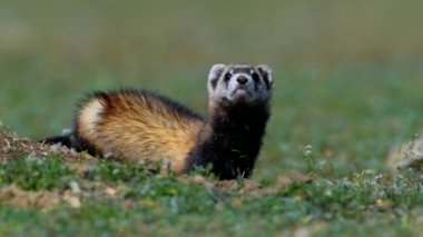 Romanya 'nın doğal habitatı Dobrogea' da Steppe gelincikleri (Mustela eversmanii)