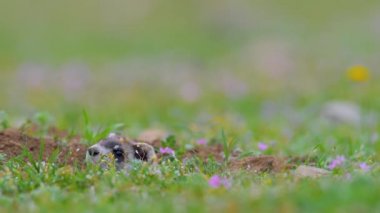 Romanya 'nın doğal habitatı Dobrogea' da Steppe gelincikleri (Mustela eversmanii)