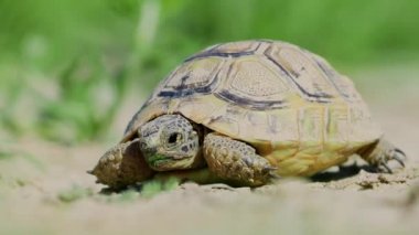 Doğal ortamında mahmuzlanmış kaplumbağa (Testudo graeca).