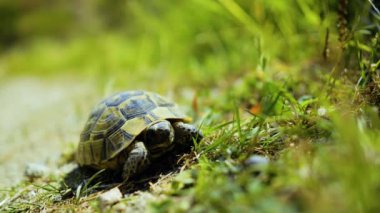 Doğal ortamında mahmuzlanmış kaplumbağa (Testudo graeca).