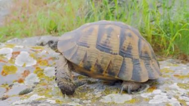 Doğal ortamında mahmuzlanmış kaplumbağa (Testudo graeca).