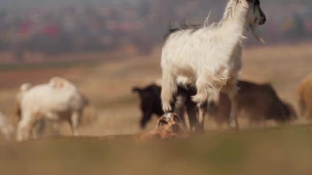 Chèvre domestique sur le champ au printemps — Video