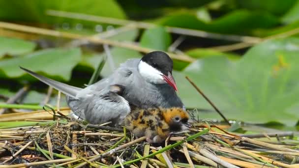 巣の中の鳥とその雛 Sterna Hirundo — ストック動画