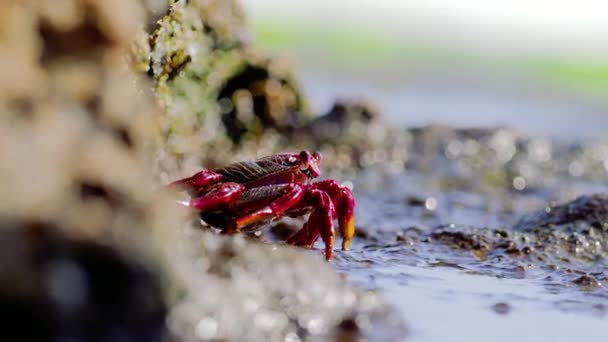 Sally Lightfoot Crab ernährt sich von Lavafelsen — Stockvideo