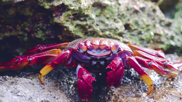 Sally Lightfoot Crab alimentando-se de rocha de lava — Vídeo de Stock